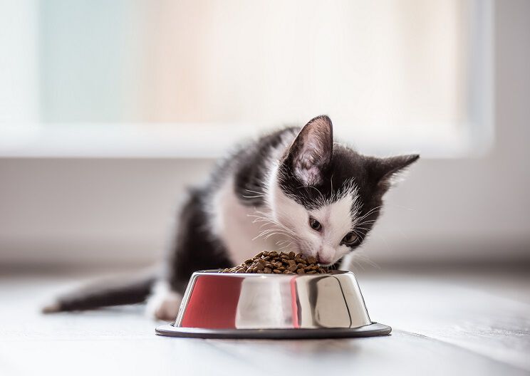 A black and white kitten is eating from a metal food bowl on a light-colored floor, with a window providing natural light in the background.